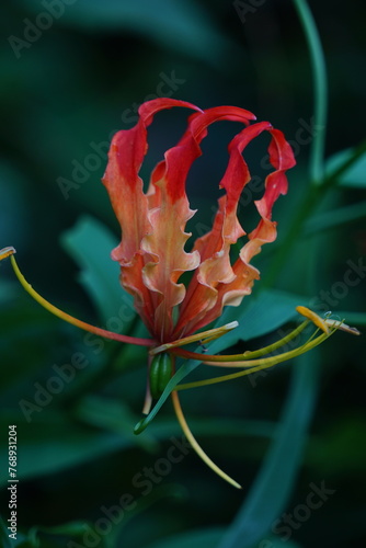 Gloriosa superaba (flame lily, glory lily, gloriosa lily, tiger claw, fire lily, Kembang sungsang). This plant has been used as a means of committing suicide because contain colchicine photo