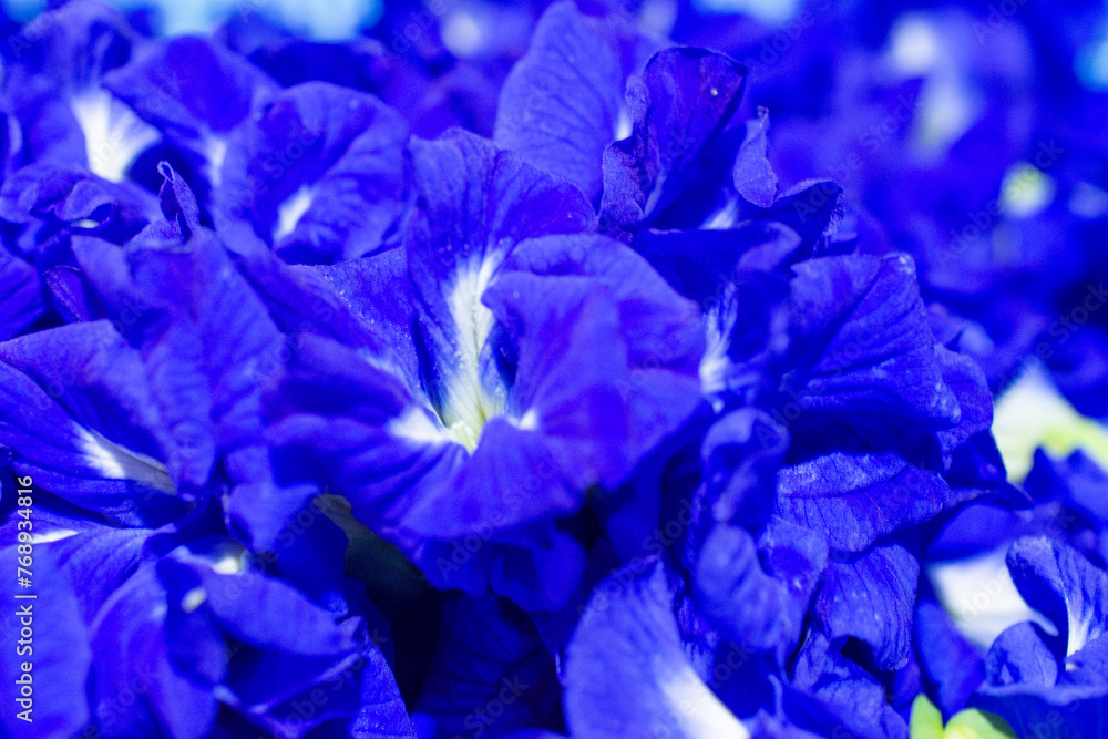 Butterfly pea flowers grow naturally.