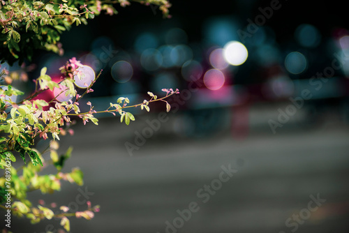 Bokeh in photography is the quality of the entire area that is out of focus. Thus, Bokeh is the opposite of sharpness: sharpness occurs at the best focus point, Bokeh is what happens beyond those best
