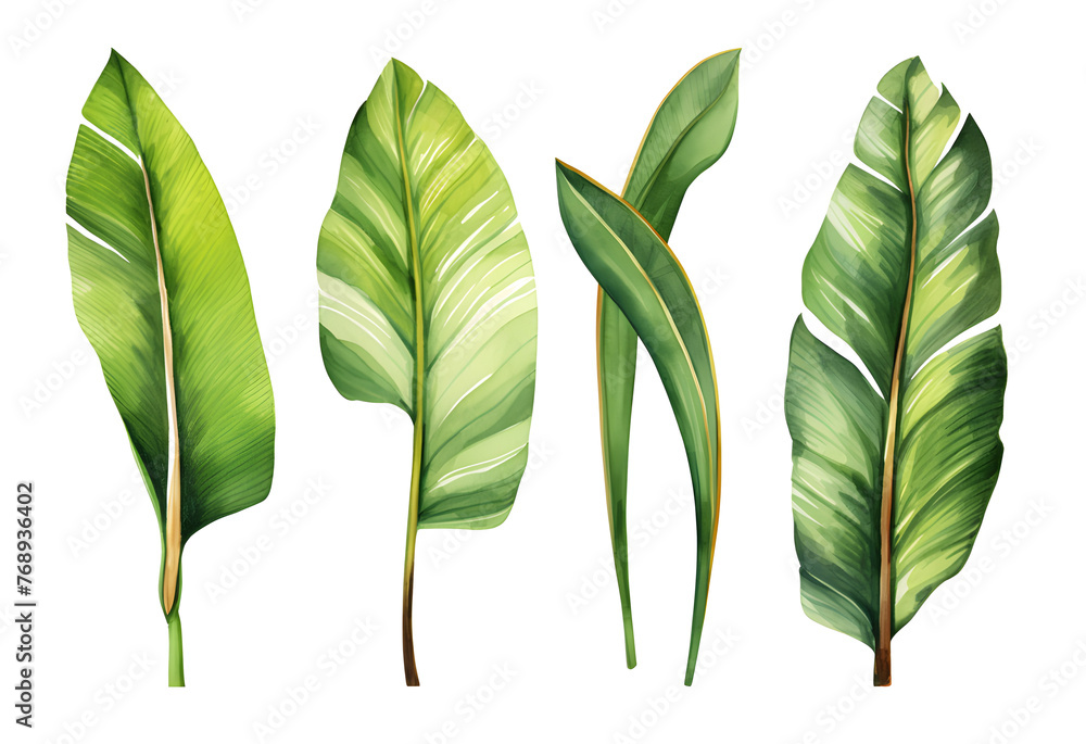 Set of banana leaves, banana leaves, watercolor vector realistic tropical botanical leaf plants Set of tropical leaves and flowers transparent background - obrazy, fototapety, plakaty 