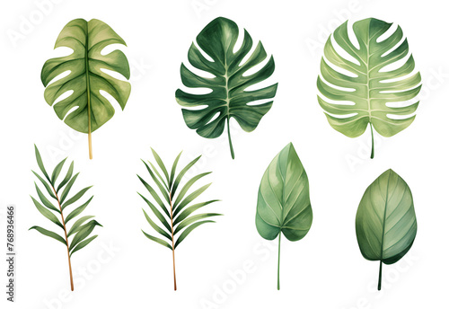 Set of tropical leaves  vector  watercolor  variety  ornamental  transparent background