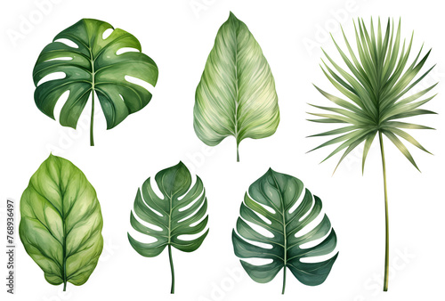 Set of tropical leaves  vector  watercolor  variety  ornamental  transparent background