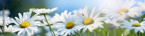 Daisy or chamomile field, border with chamomiles and waterdrops on a blue background, natural and soft. Banner design with copy space. Gentle Concept for cosmetic, moisturizing, skin care. photo