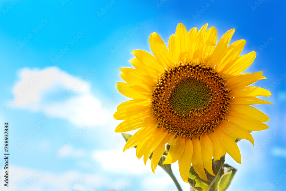 Ukrainian sunflower on the background of bright blue sky Ukrainian sunflower on the background of bright blue sky