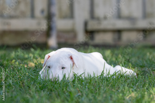 White bull terrier puppy lying in the grass
