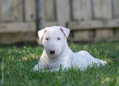 Cute bull terrier puppy lying in the grass