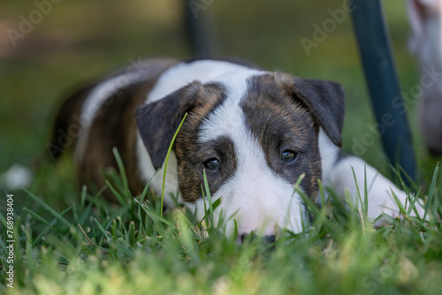 Close up of a brindle bull terrier puppy