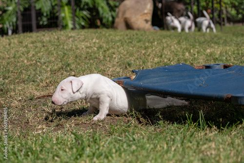 Bull terrier puppy stretched out crawling under a bed