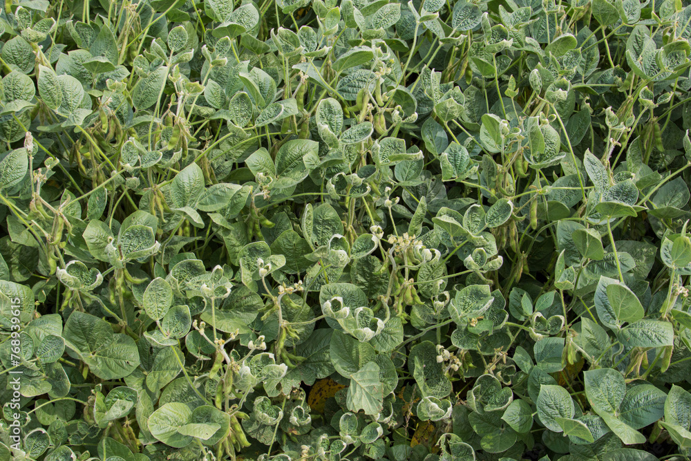 herbicide damaged soybeans herbicide damaged soybeans