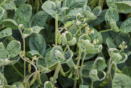 Принти на полотні herbicide damaged soybeans