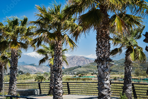 Palmy na tle niebieskiego nieba, wakacyjne klimaty. Hiszpania, Andaluzja. W oddali ośnieżone góry, Sierra Nevada. 