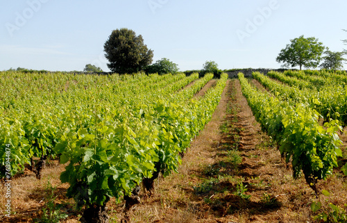 vignoble du Languedoc