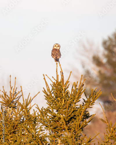 Short-eared owl sitting on top of a tree with it's head swivelled backward.