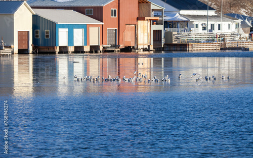 Ring-billed gulls sitting in a river in front of coloured cottages along a river.