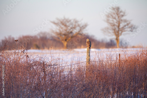 Short eared owl sitting on a fence post overlooking a snow covered field.