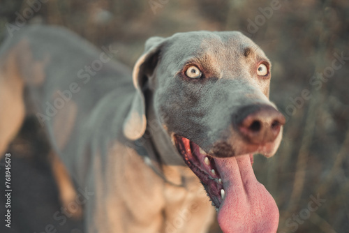 A dog with a tongue hanging out and a blue eye