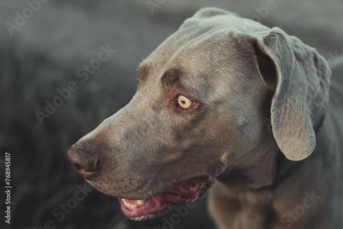A dog with a brown nose and brown eyes is looking at the camera
