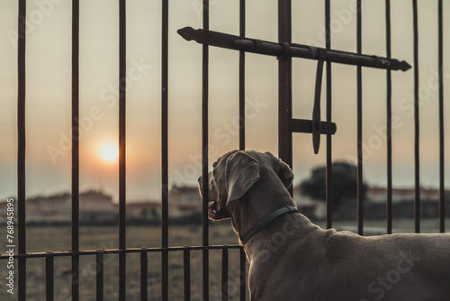 A dog is standing in front of a fence with a sun in the background