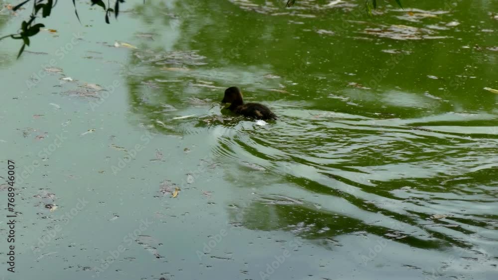 A little duckling swims in a pond in slow motion. Wild birds nature footage 4K. A little duckling swims in a pond in slow motion. Wild birds nature footage 4K.