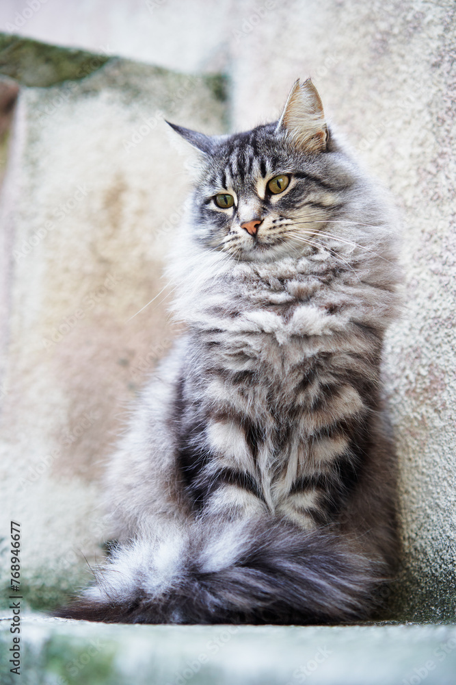 Adorable grey tabby kitty cat Adorable grey tabby kitty cat