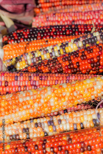 colorful ears of Indian corn