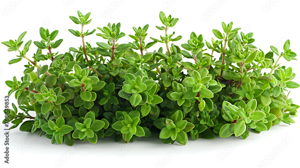 Medicinal plants thyme on a white background Medicinal plants thyme on a white background