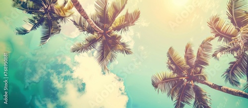 Background with a landscape of tall palm trees looking up at the blue sky during the day photo