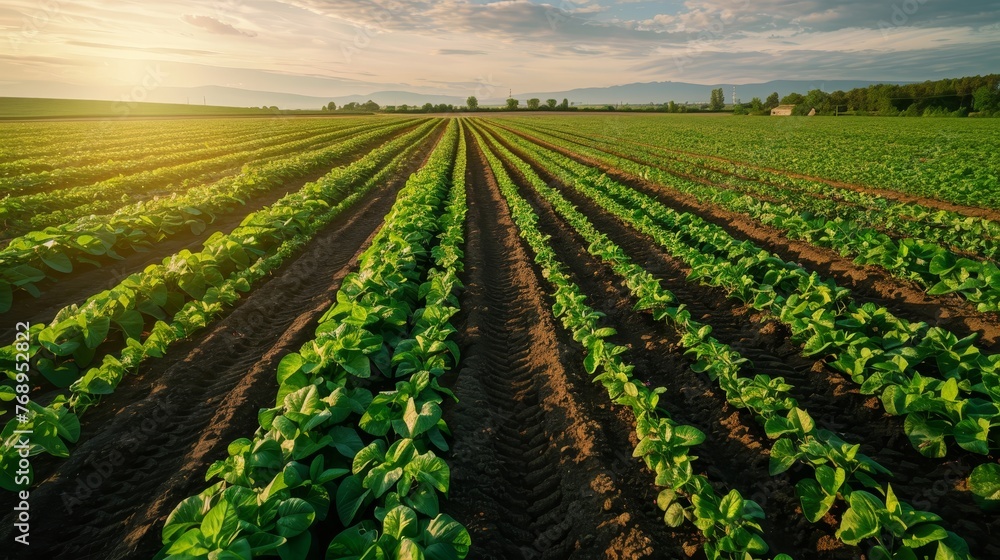 Sunset casts a warm glow over a lush soybean field, highlighting the parallel rows of this vital agricultural crop.