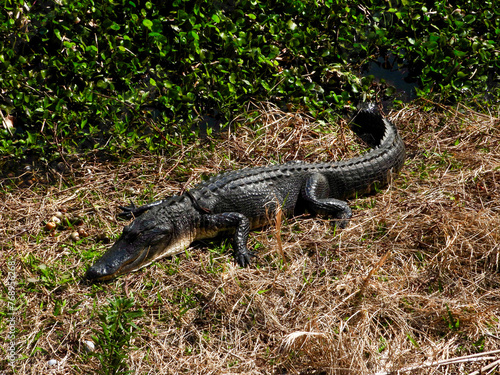 A Florida alligator at Paynes Praire State Park, Florida