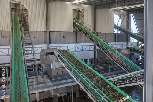 olives in olive cooperative by conveyor belts are weighed and ground to make olive oil
