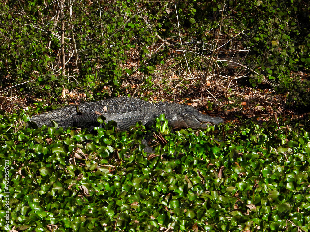Wild Florida Alligator Wild Florida Alligator