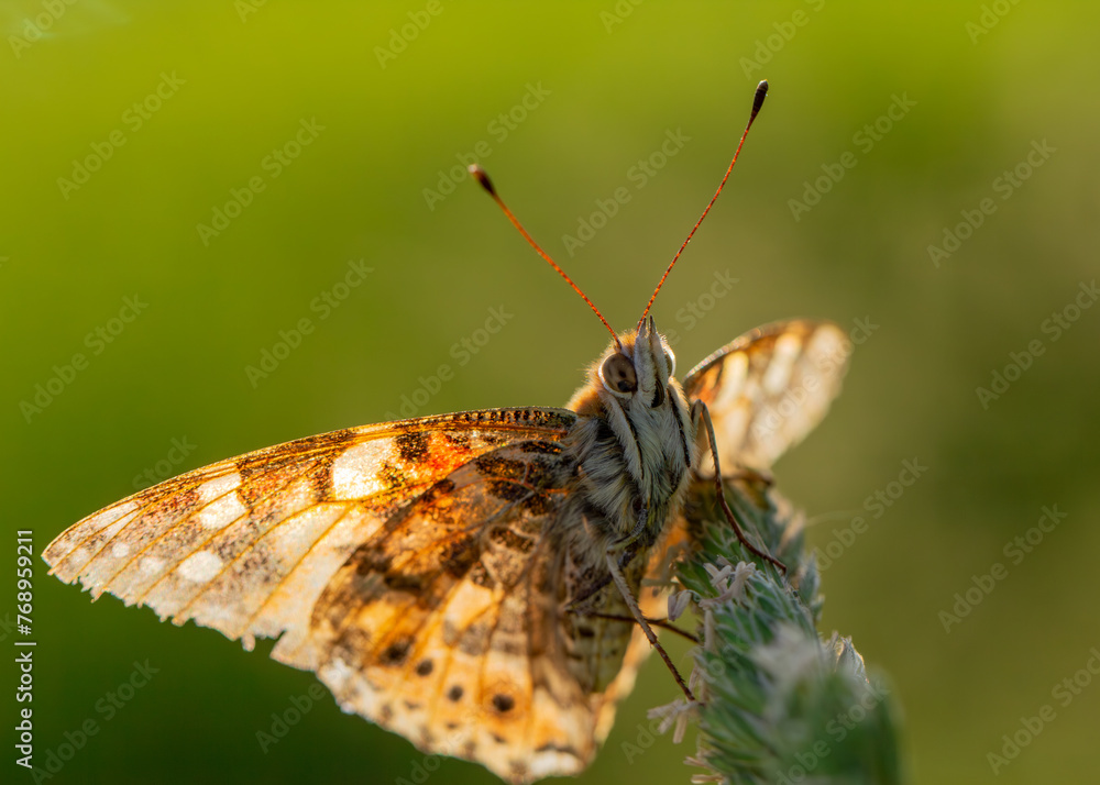 Fototapeta premium Vanessa Cardui Butterfly on a Meadow Grass