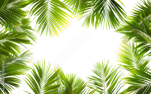 Tropical Palms Leaves Frame,PNG Image, isolated on Transparent background. © Tayyab Imtiaz