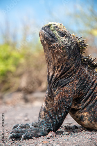 Iguana marina de galapagos de cerca y de perfil tomando el sol