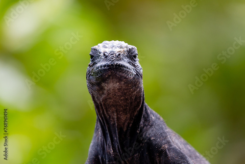 Iguana marina de galapagos de frente photo