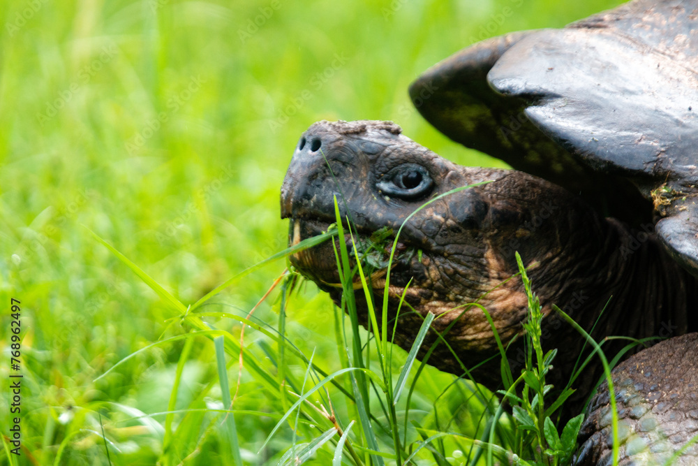 Cabeza de Tortuga gigante de las Galápagos Cabeza de Tortuga gigante de las Galápagos