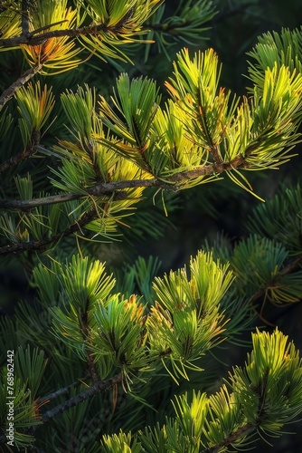 A Vibrant Close-Up Capturing the Essence of Spring Through the Bright Green New Growth Sprouting Energetically from a Pine Tree s Branches