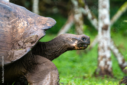 perfil de Tortuga gigante de las Galápagos