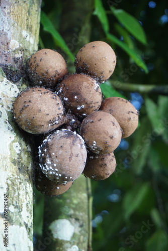 Stelechocarpus burahol (kepel, burahol, kepel fruit, kepel apple). The fruit this plant is sweet, a combination of mango and papaya, it smells very fragrant photo