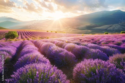 Golden Sunbeams Gently Caressing a Vast Field of Blooming Lavender in the Heart of Spring