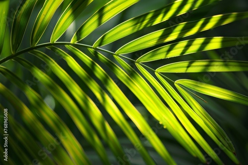 a close up of a palm tree leaf with the sun shining through it
