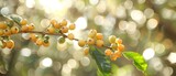   A close-up image of a tree branch adorned with yellow berries against a green leaf backdrop, with slight blurring in the background