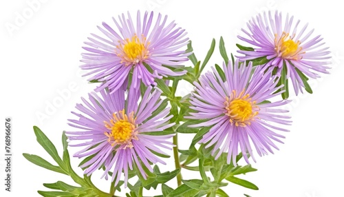 Cutter Aster flower isolated on white background