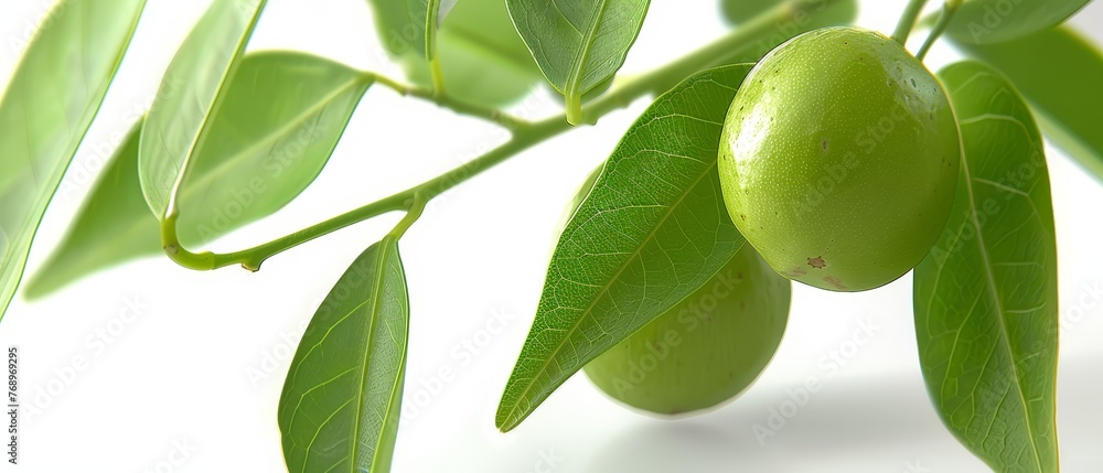   A close-up of green fruit on a branch with leaves against a white background