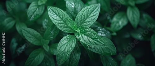  Green leaf plant with water droplets against a dark backdrop