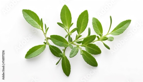 fresh thyme or Lemon thyme leaf isolated on a white background ,Green leaves pattern © Moldovan