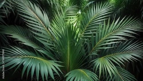 Green leaves pattern  leaf palm tree in the forest