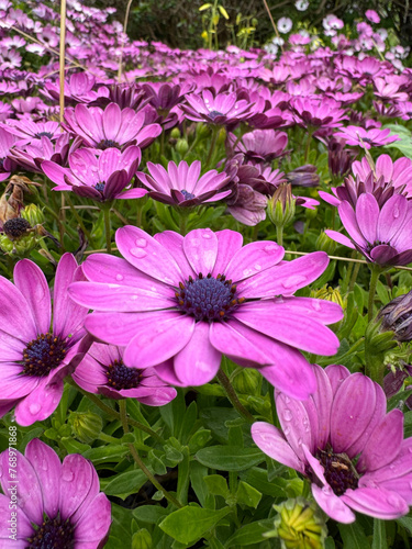 Flores en primavera. Margaritas un día mojado.