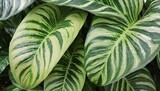 Green leaves pattern,leaf Dieffenbachia or Dumb Cane tree in garden,leaf exotic tropical