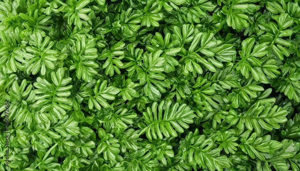 Gymnanthemum extensum foliage ,green leaves pattern of tropical leaf plant isolated on white background